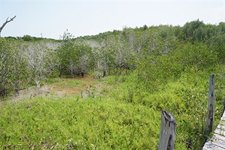 Mangrove in Mexico