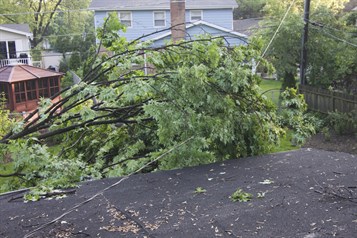 Tree crashing on power line