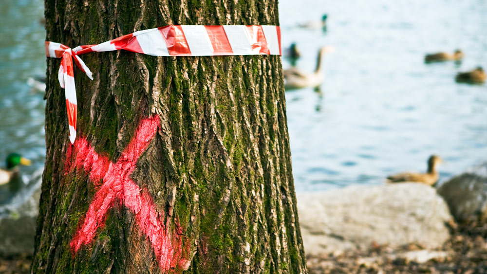 A tree marked for removal overlooks duck-filled waters