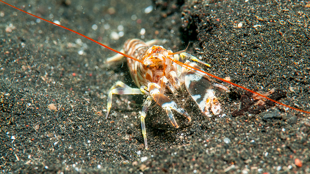 Snapping Shrimp