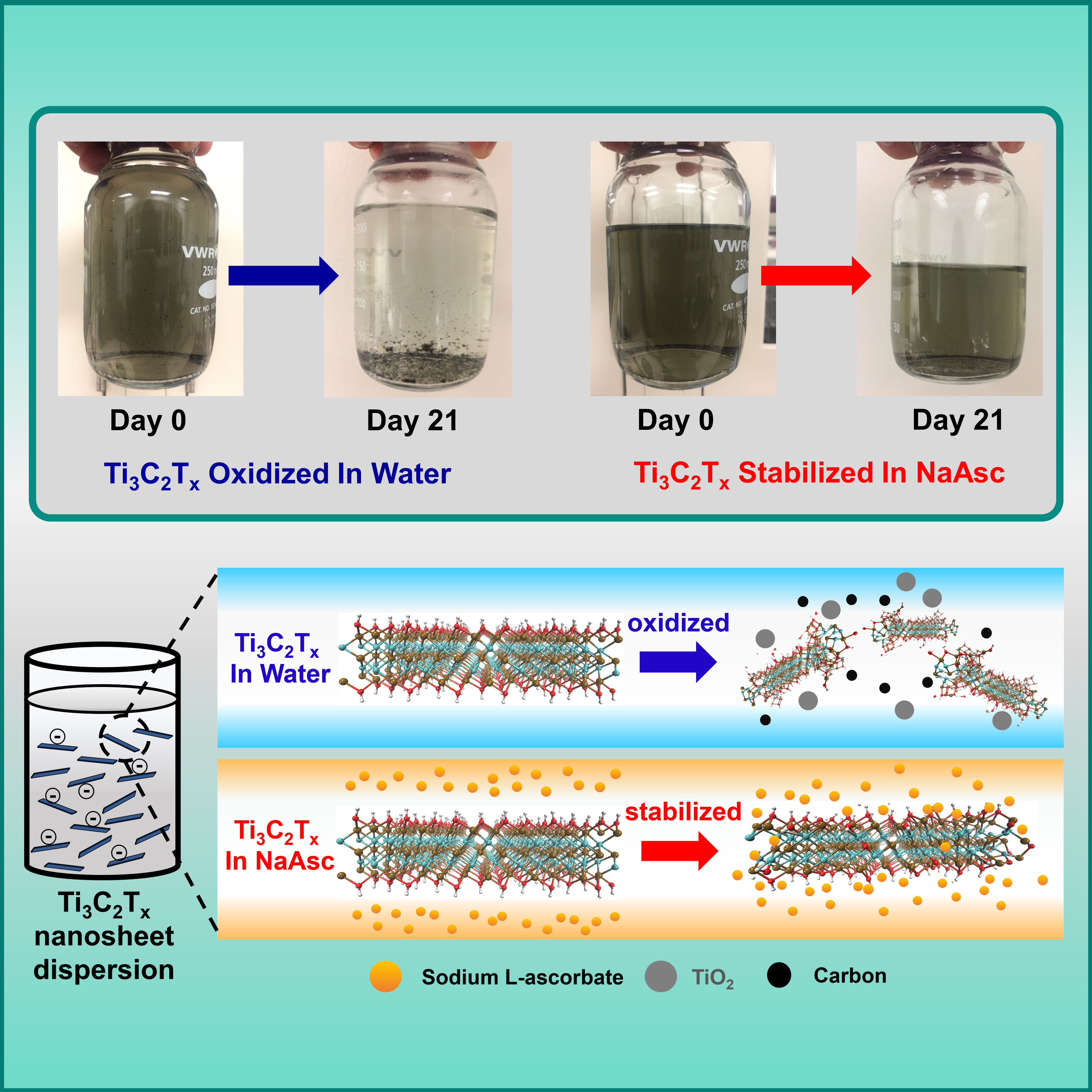 This graphic shows how a common MXene oxidizes, or degrades, under normal conditions, but is protected when exposed to a solution containing sodium L-ascorbate, a compound in the same family as vitamin C.