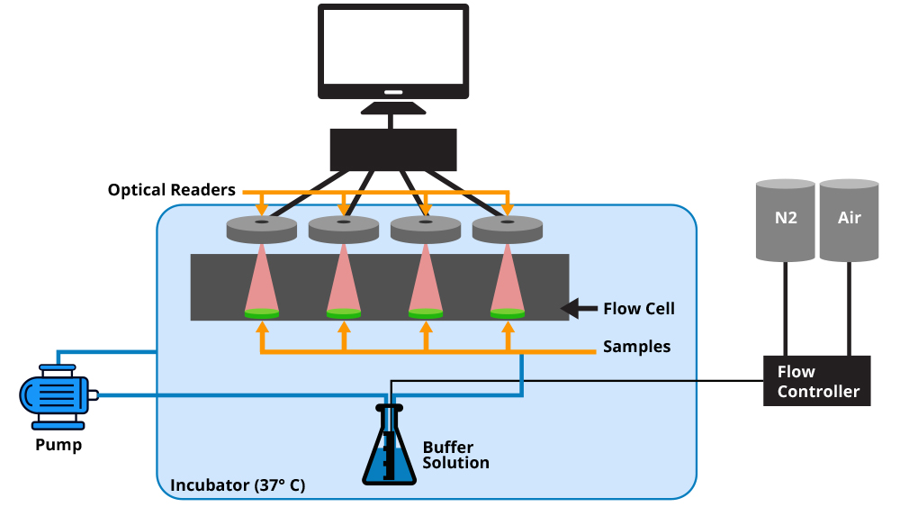 Experimental set-up used in the study to measure urate levels.