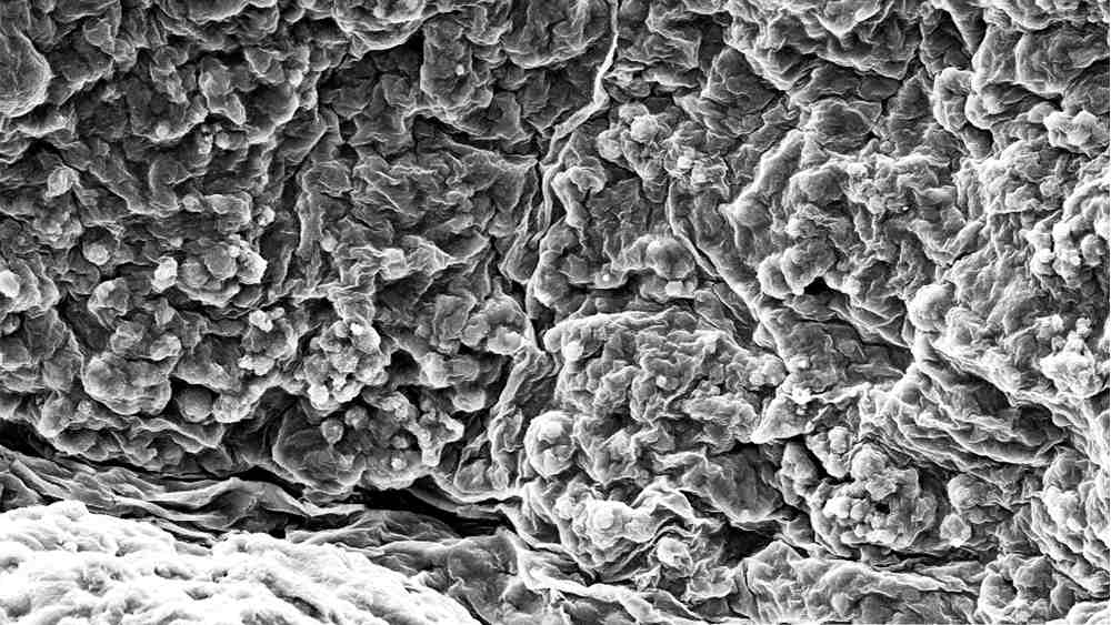 A close-up view of the intricate microarchitecture of the pluripotent stem-cell-derived extracellular matrix.