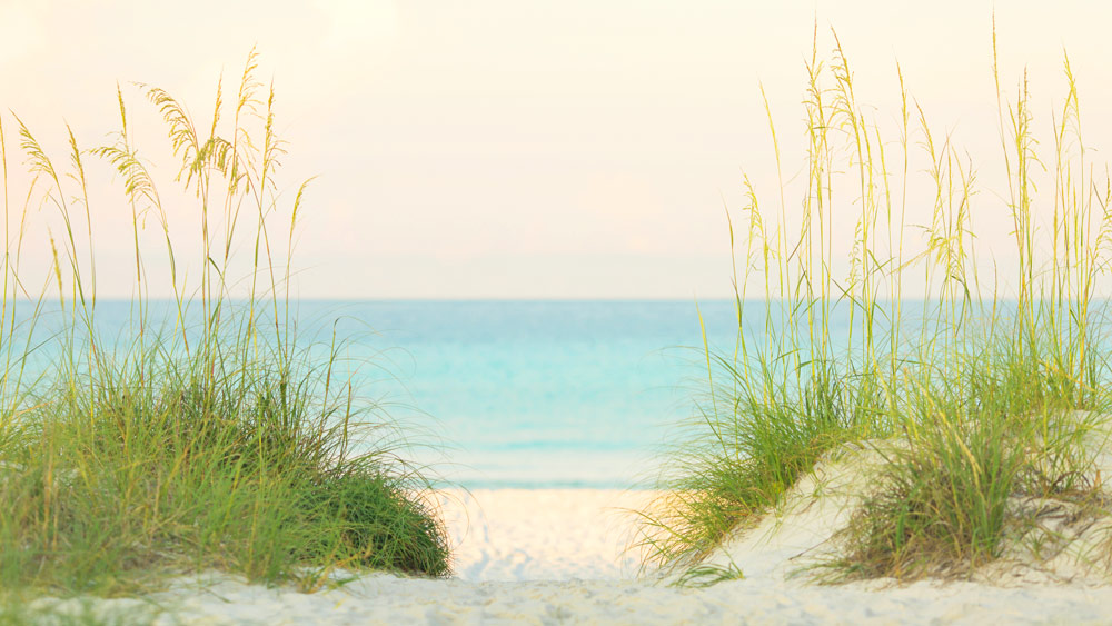 Dunes with vegetation along a coastline