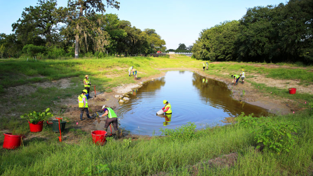 People planting vegetation in a watery field