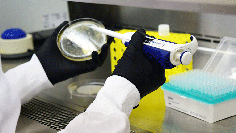 Graduate student Huanrong Ouyang picking a single colony of E. coli from a plate to inoculate a liquid culture as part of the process of producing natural benzoxazoles.