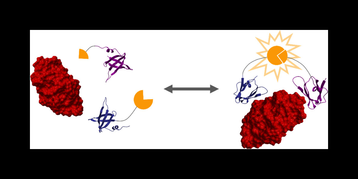 The image represents the binding of proteins to a target protein. Blue and purple abstract lines representing proteins bind to a target protein represented by a red, ovular figure. The proteins are attached to yellow shapes representing luciferase. 