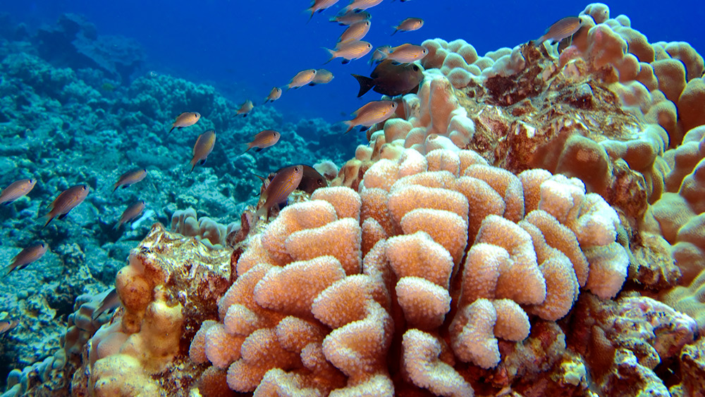 Coral reef in the ocean with sea life swimming around it.