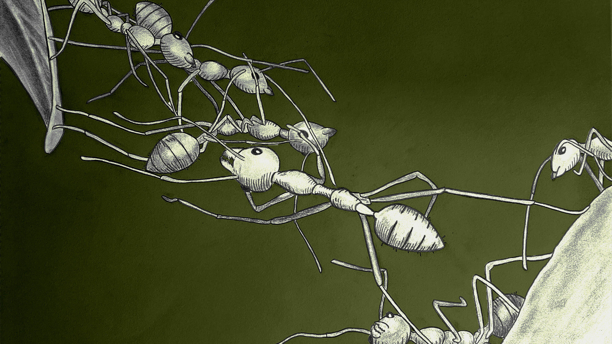 An illustration of ants creating a bridge with a green background.