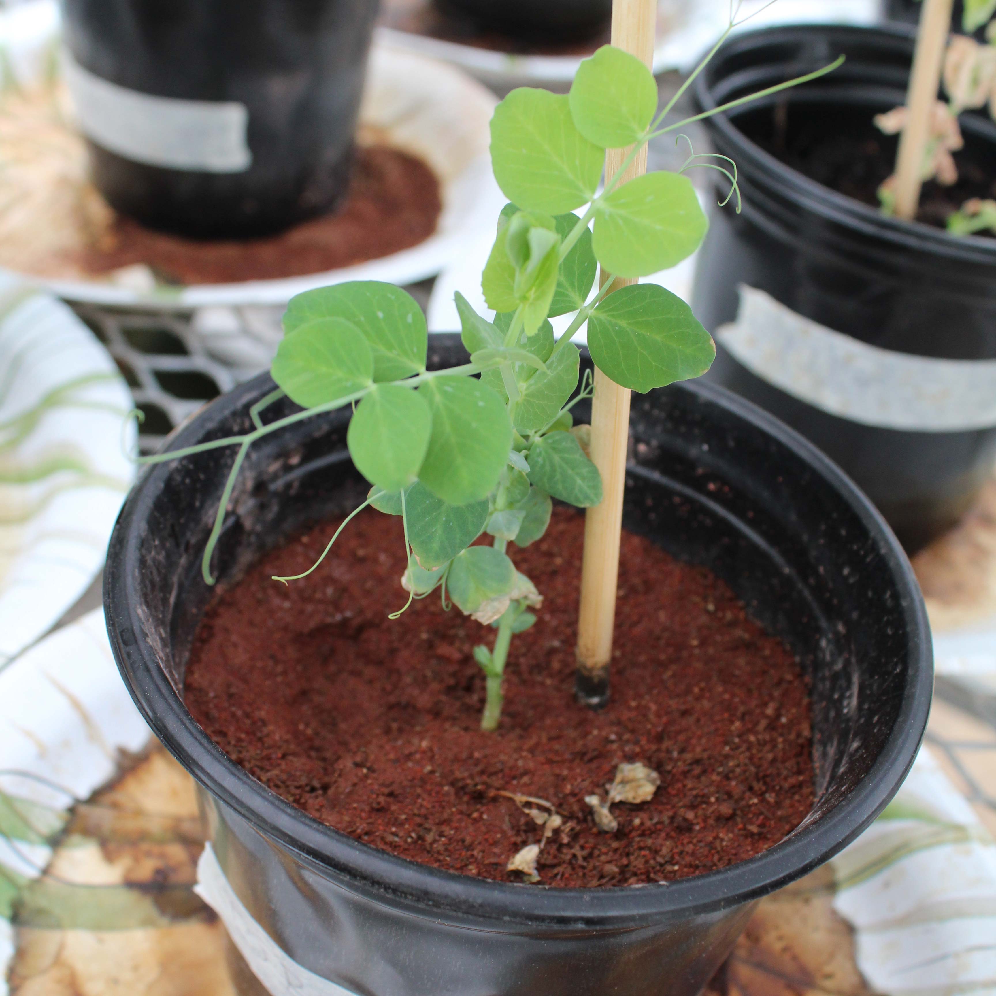 A pea plant in the early stages of growth.