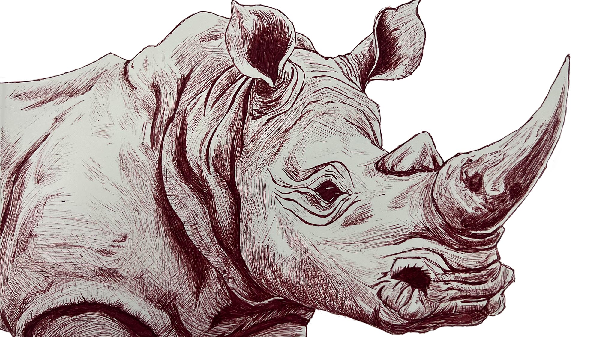 A sketch of a rhino.