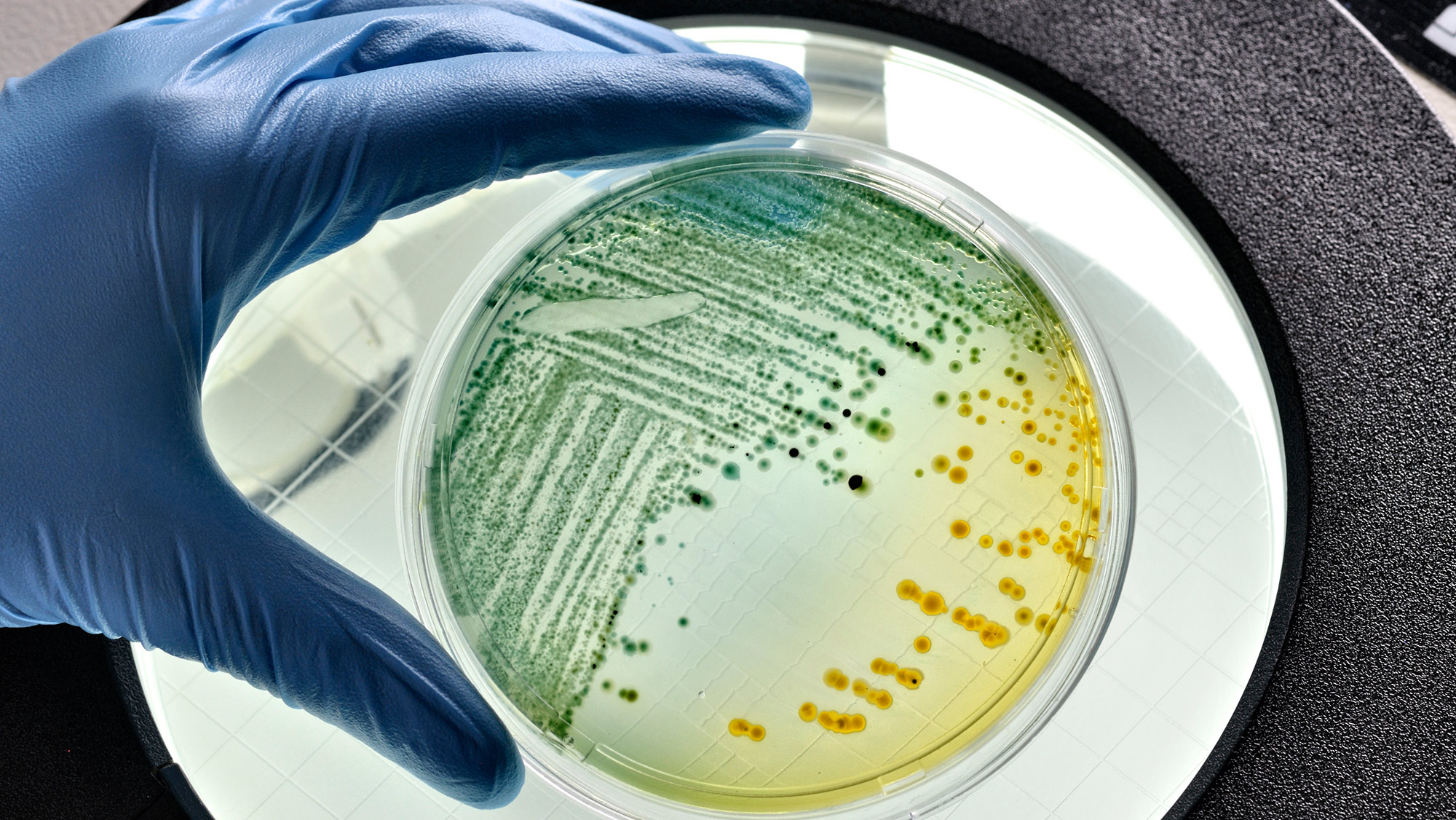 A gloved hand holding a petri dish that contains a bacteria culture.