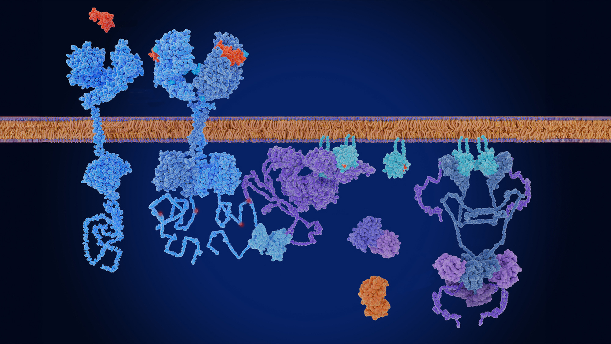 Illustration of molecular structures interacting with a cell membrane.