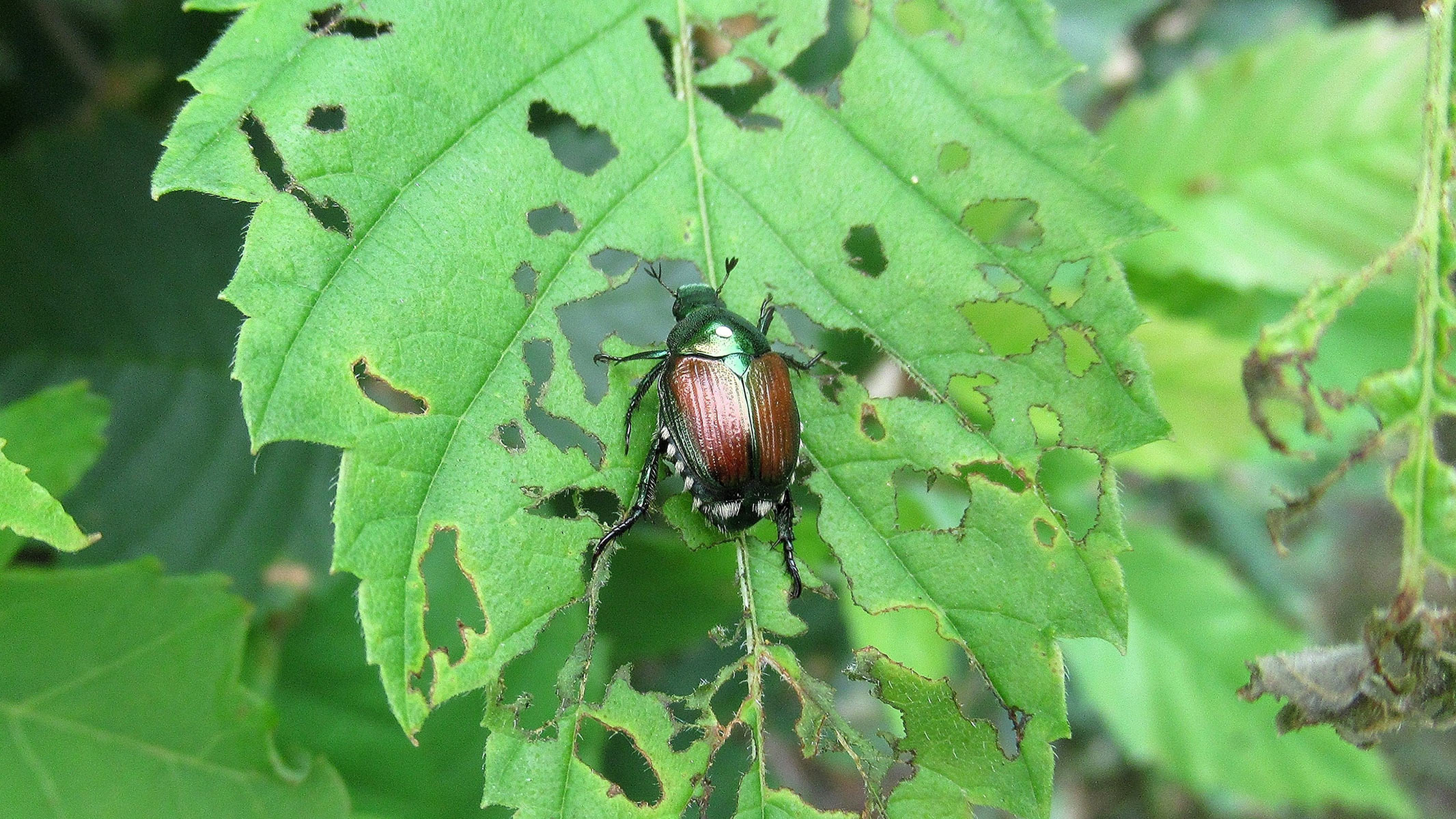 A brown and black bug eating a green leaf.