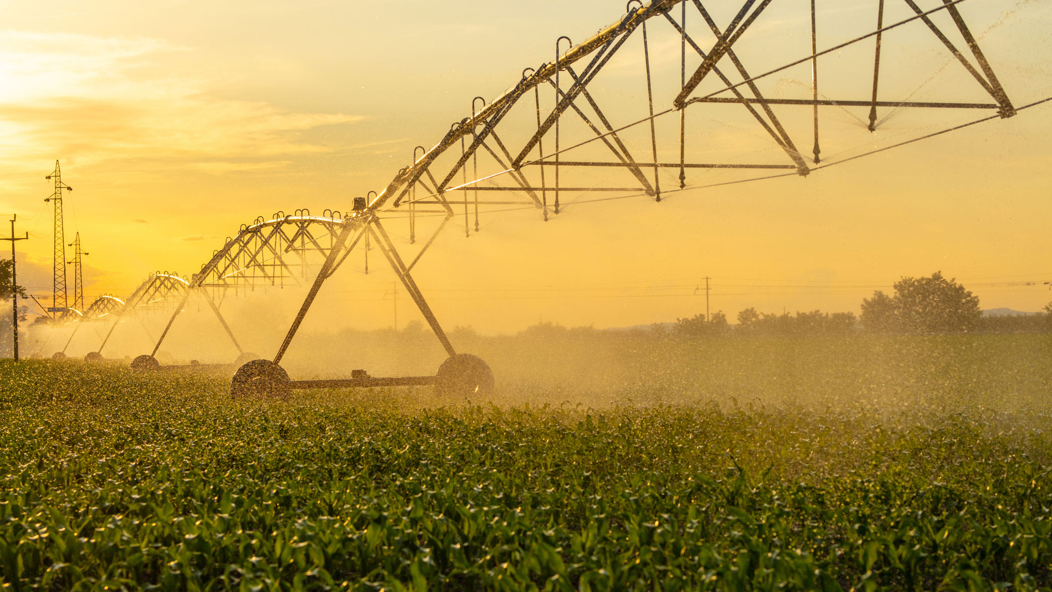 An irrigation system sprinkling water over a cornfield at sunset.